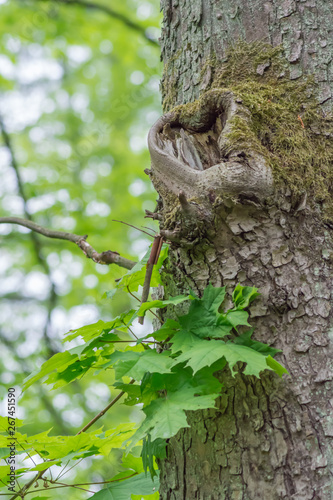 Fototapeta Naklejka Na Ścianę i Meble -  liście klonu i kształt serca kory drzewnej
