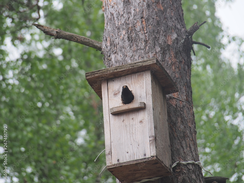 Starling near the birdhouse. Artificial bird's nest. Starling near the birdhouse. Artificial bird's nest.