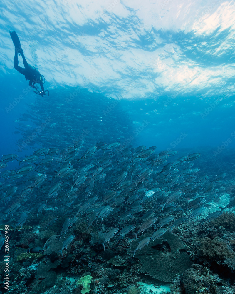 Fototapeta premium Diver and a Bigeye Trevally School in Tubbataha. The Tubbataha Reef Marine Park is UNESCO World Heritage Site in the middle of Sulu Sea, Philippines.