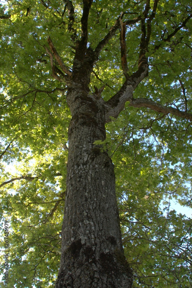 Naklejka premium magnifique chêne au printemps