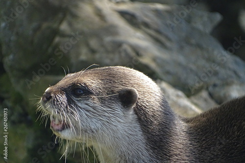 Cute European otter at the zoo