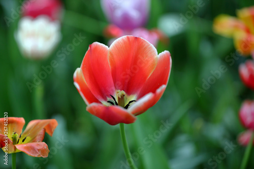 Colorful bright tulip blooms in late spring