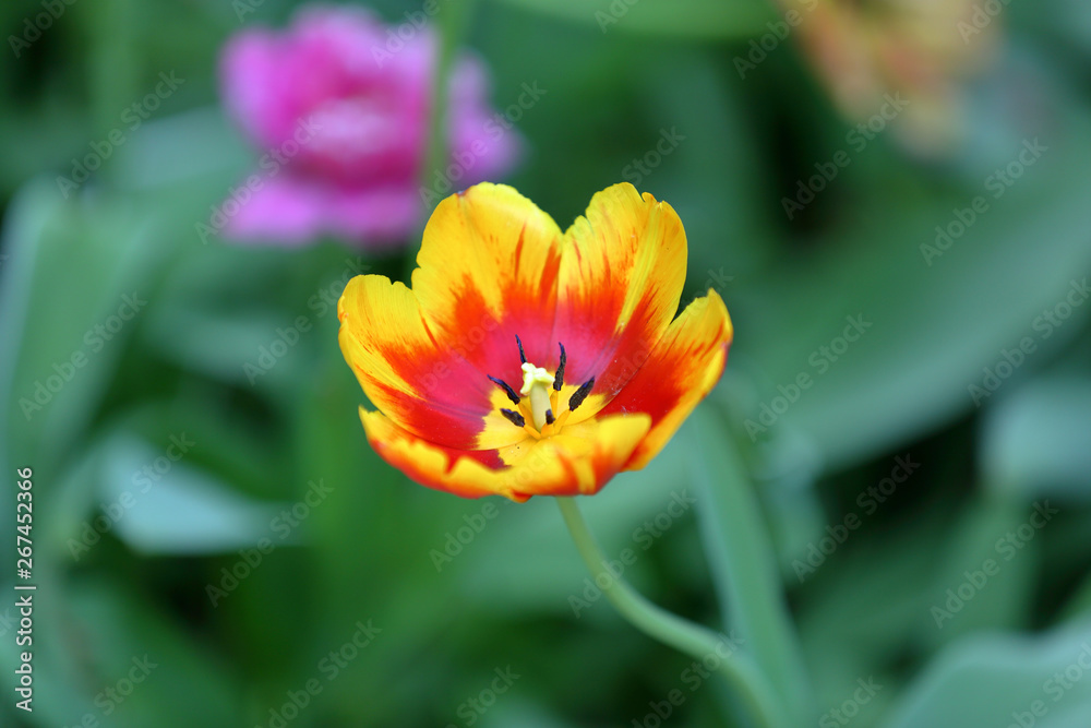 Colorful bright tulip blooms in late spring Colorful bright tulip blooms in late spring