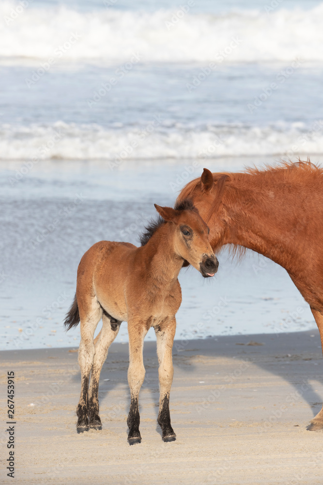 Wild Horses on the Northern End of the Outer Banks on the Beach at Corolla North Carolina Wild Horses on the Northern End of the Outer Banks on the Beach at Corolla North Carolina