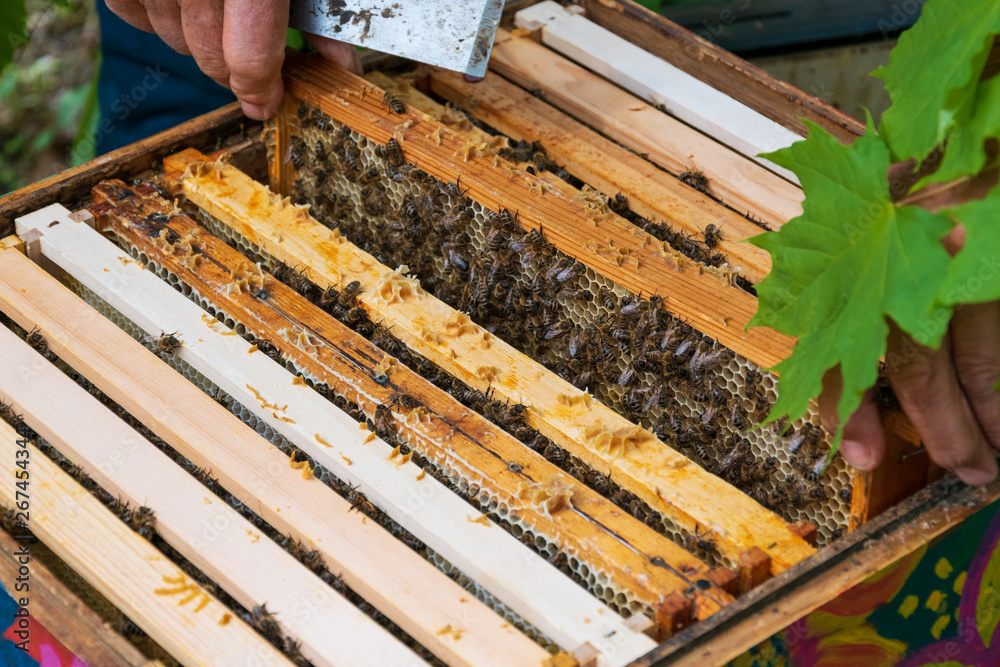 Close-up of beekeeper hands removing frame with honeycomb from beehive to inspect bee colony in apiary. Apiculture. Urban beekeeping. Close-up of beekeeper hands removing frame with honeycomb from beehive to inspect bee colony in apiary. Apiculture. Urban beekeeping.