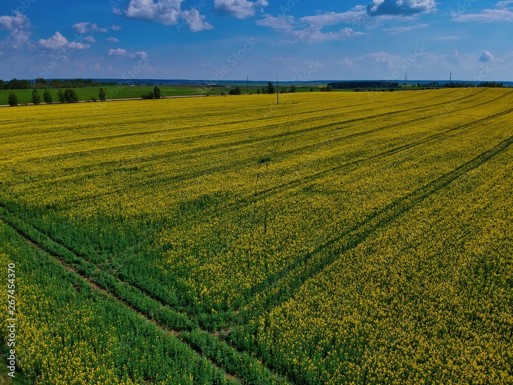 field of wheat in Minsk Region of Belarus