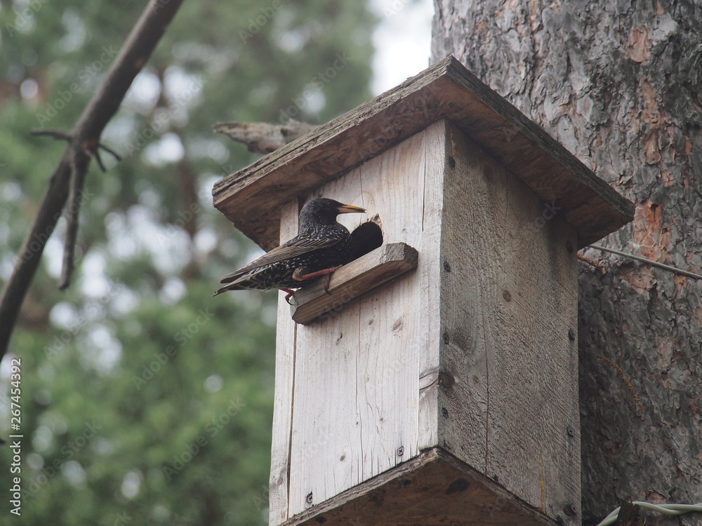 Starling near the birdhouse. Artificial bird's nest. Starling near the birdhouse. Artificial bird's nest.