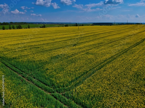 field of wheat in Minsk Region of Belarus