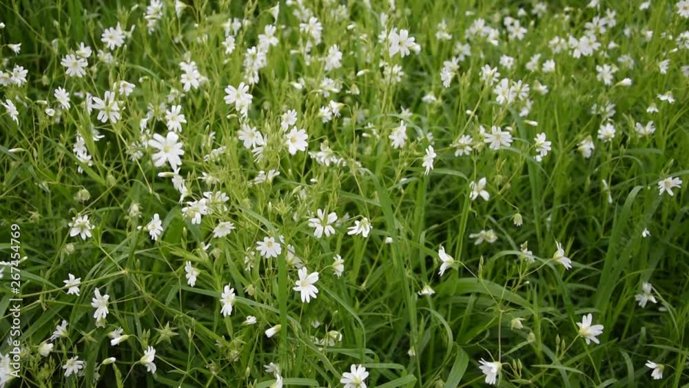 Meadow flowers: greater stitchwort Meadow flowers: greater stitchwort