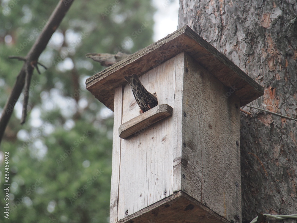 Starling near the birdhouse. Artificial bird's nest. Starling near the birdhouse. Artificial bird's nest.
