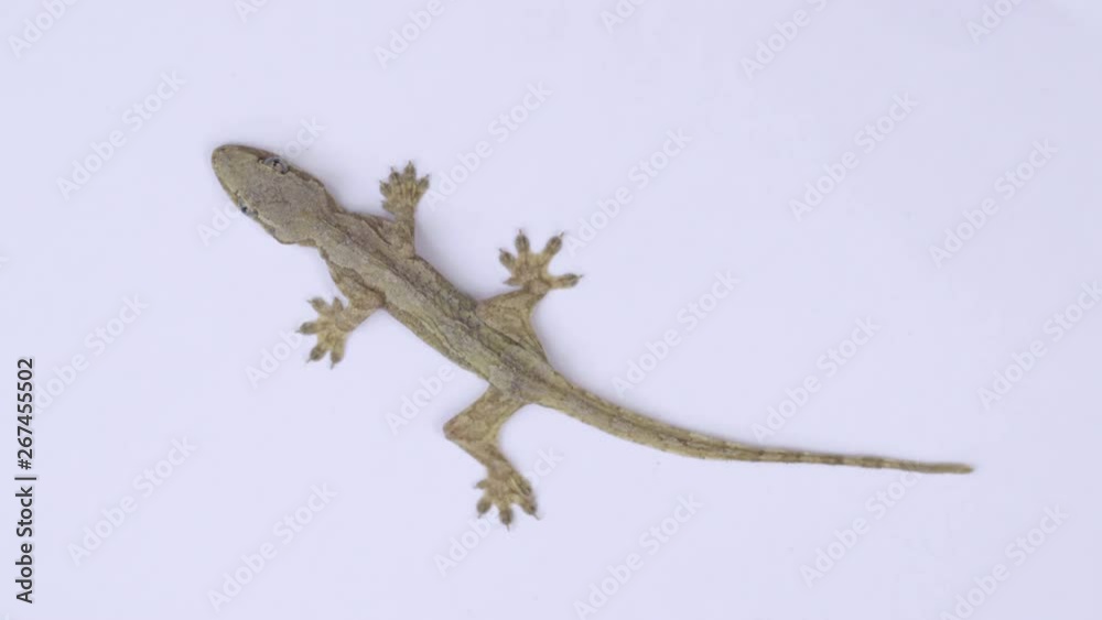 Lizard on a white background Lizard on a white background