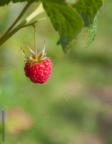 raspberry photo