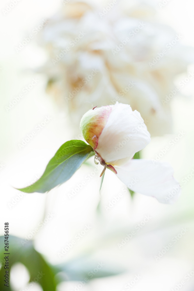 Naklejka premium White peony flower