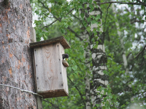 Starling near the birdhouse. Artificial bird's nest.