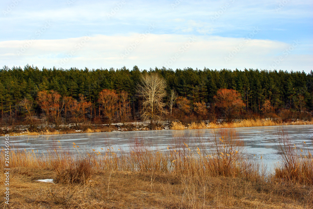 Bright yellow dry grass hill on river bank, pine forest with willows and aspen without leaves along, blue cloudy sky background Bright yellow dry grass hill on river bank, pine forest with willows and aspen without leaves along, blue cloudy sky background