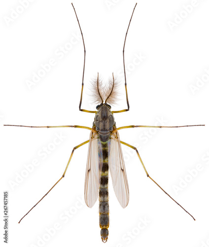 Chironomus plumosus, also known as the buzzer midge. Nonbiting midge (Chironomidae) isolated on white background. photo