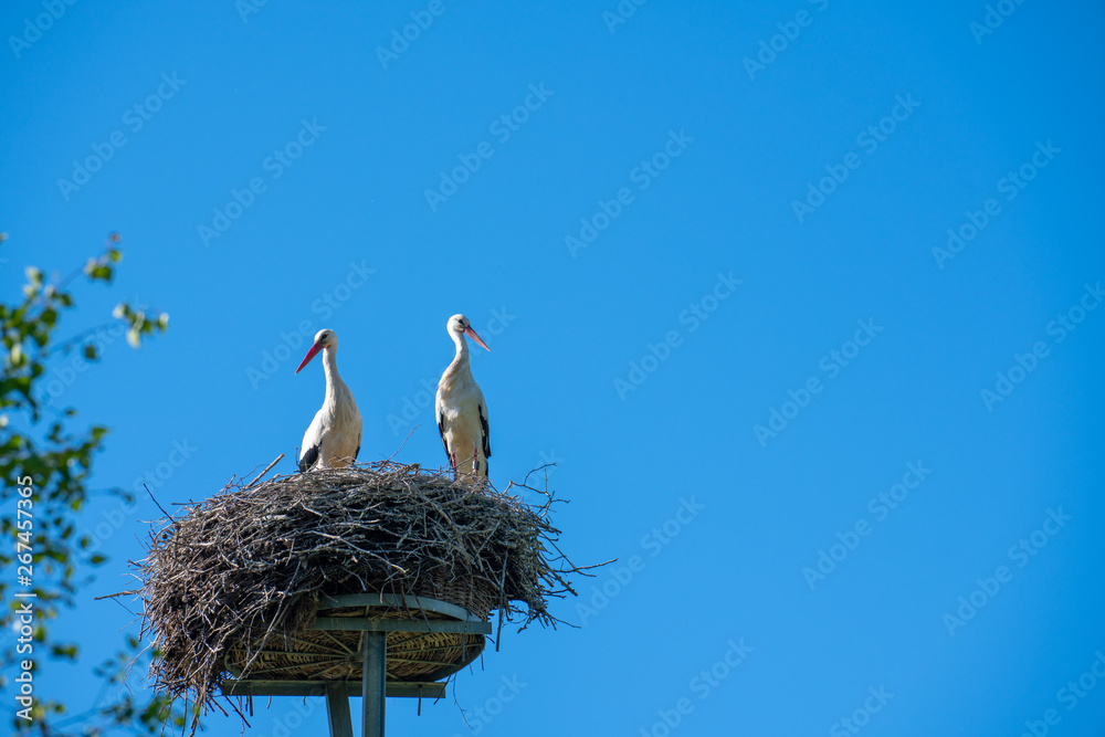 Fototapeta premium a stork couple is standing in a nest in spring