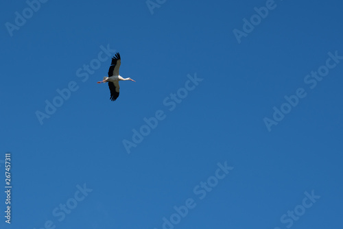a stork flies in the blue sky