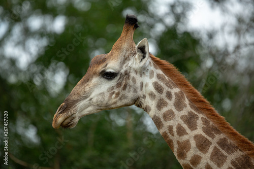 The beautiful savanna giraffe photographed in the lowveld of southern africa © Darrel