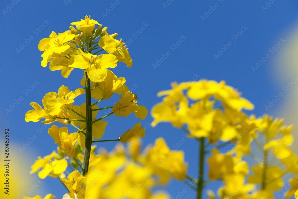 rapeseed canola or colza field in latin Brassica Napus rapeseed canola or colza field in latin Brassica Napus