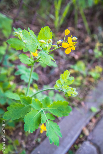 Nipplewort (Chelidonium majus) plant in close up	 photo