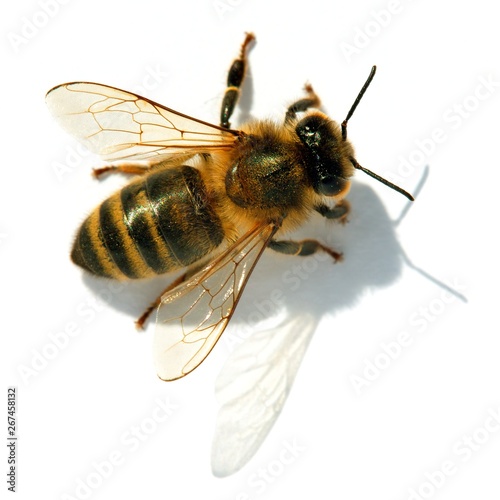 bee or honeybee or honey bee isolated on the white Fototapeta