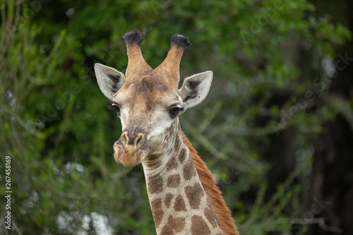The beautiful savanna giraffe photographed in the lowveld of southern africa