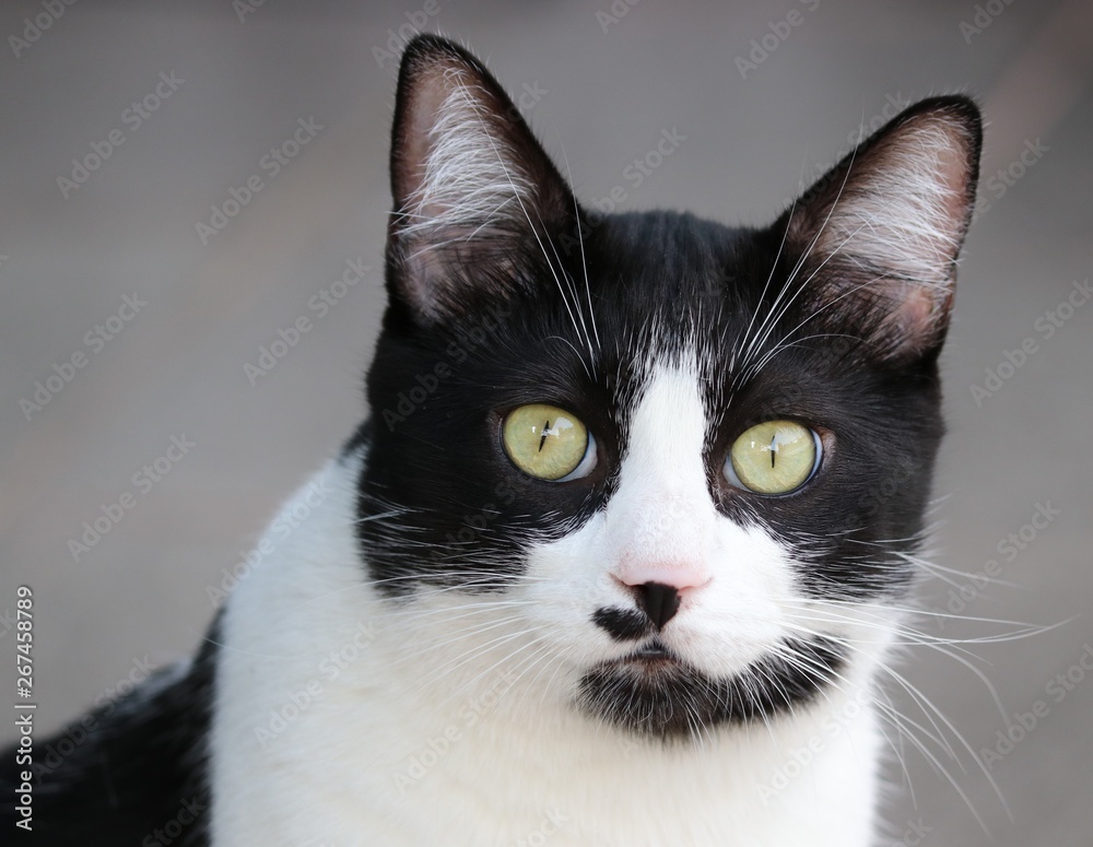 cute black and white cat looking at the camera