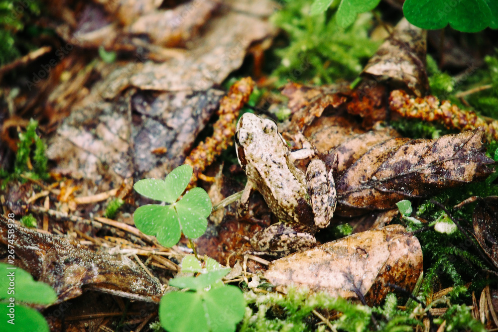 Rana frog (Holarctic true frog, pond frog or brown frog) in the in the forest Rana frog (Holarctic true frog, pond frog or brown frog) in the in the forest