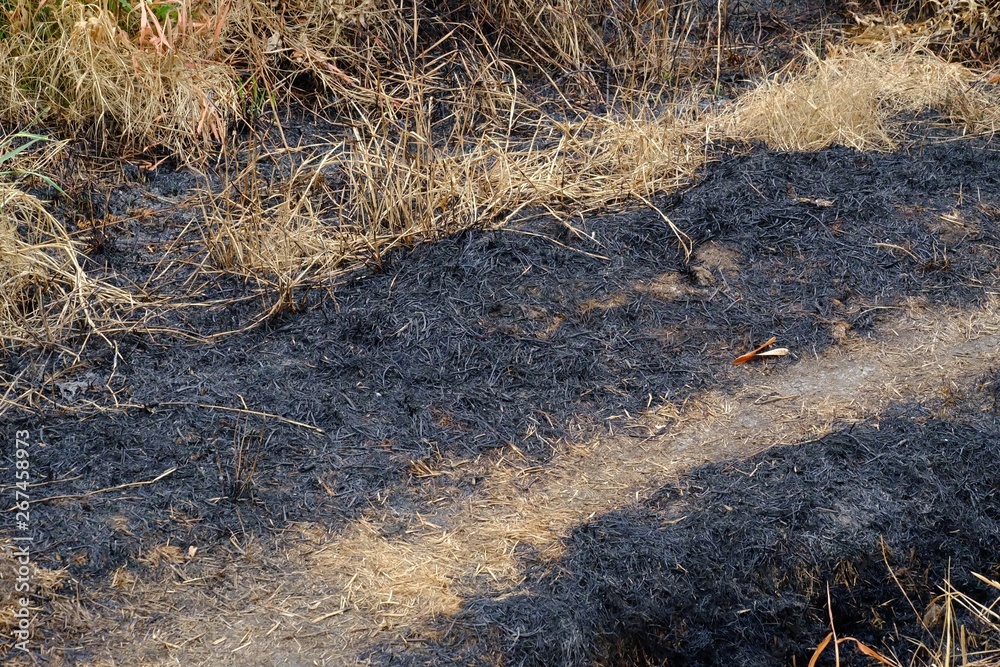 Close up burned field in the countryside and dried grass land Close up burned field in the countryside and dried grass land
