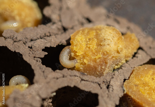 Mason Bee larva (Osmia lignaria) developing in a mud nest cell, eating pollen photo