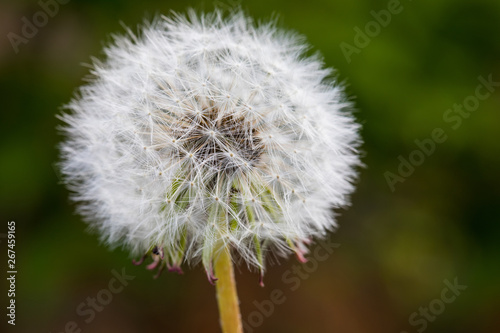 Pusteblume