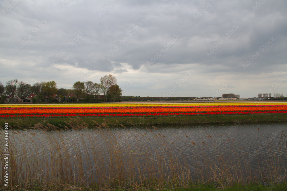 Fototapeta premium Water channels along flower fields in Holland