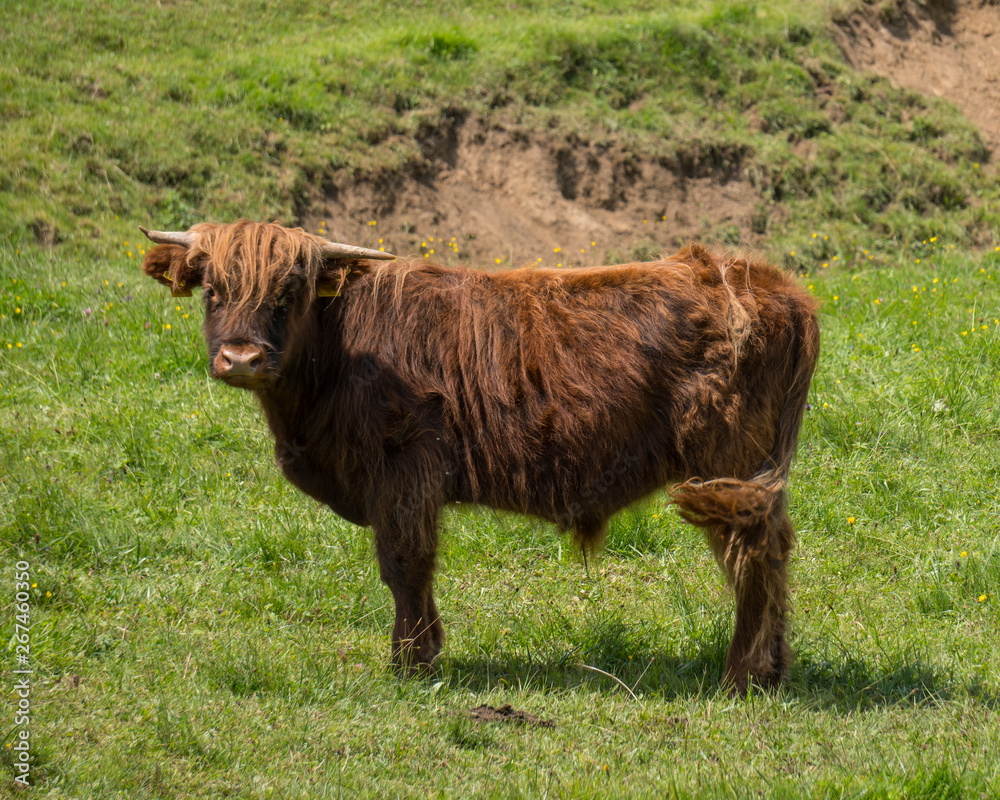 Schottische Hochland Rinder auf der grünen Weide Schottische Hochland Rinder auf der grünen Weide
