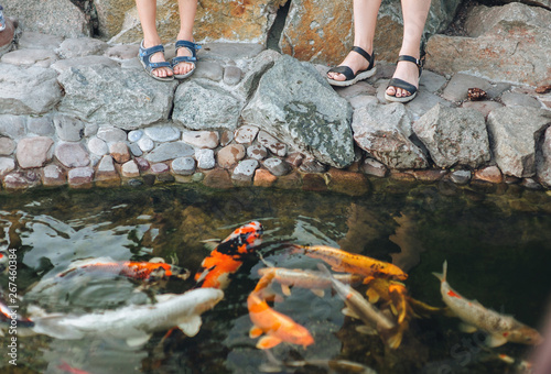 Adults and children people feed colorful and large ornamental Koi carps in the pond. Hobbies and recreation related to the observation and care of fish.