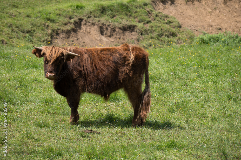 Schottische Hochland Rinder auf der grünen Weide Schottische Hochland Rinder auf der grünen Weide