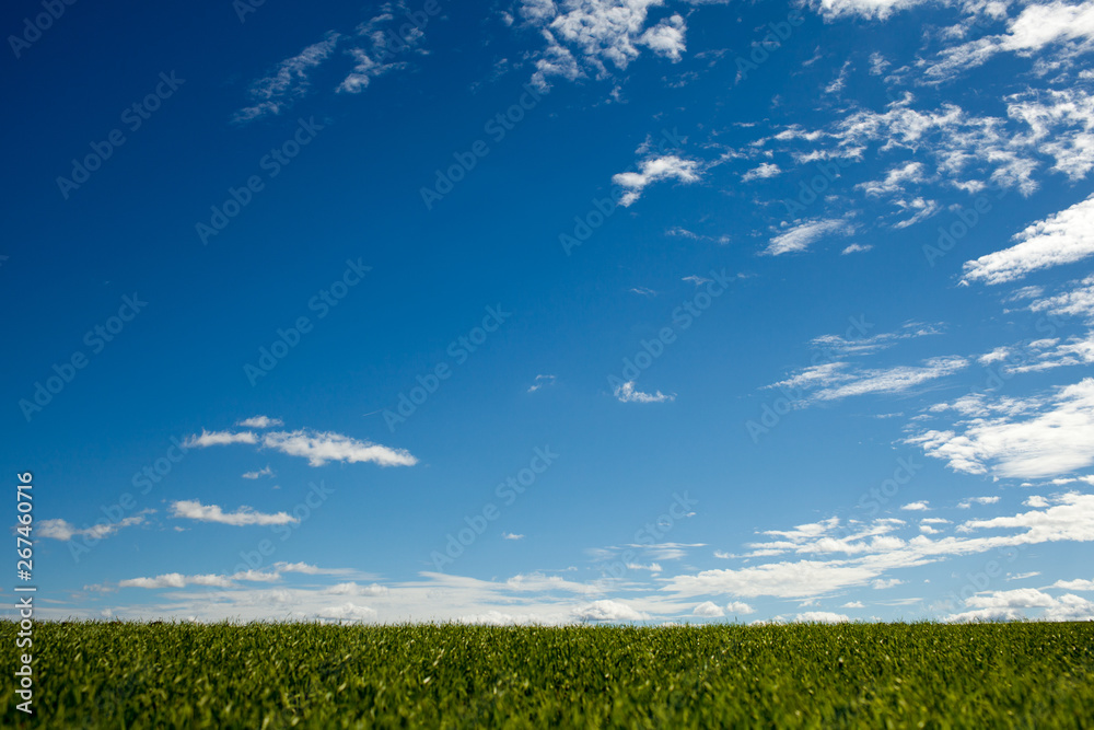 the sky over green grass. background