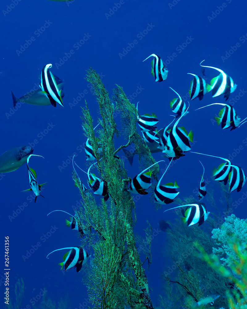 Fototapeta premium Schooling Bannerfish in Tubbataha. The Tubbataha Reef Marine Park is UNESCO World Heritage Site in the middle of Sulu Sea, Philippines.