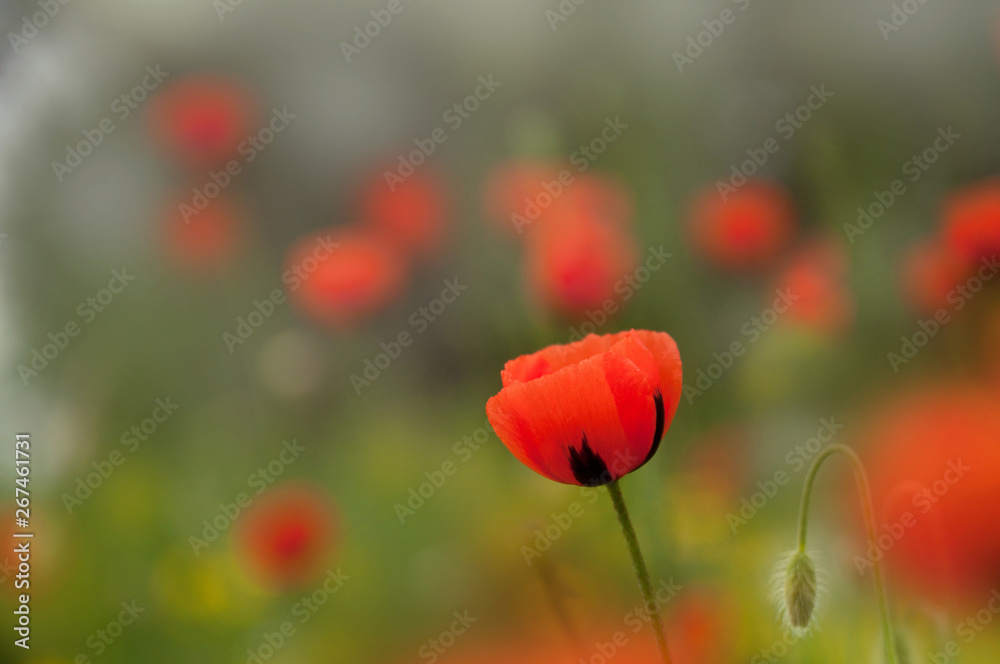 Naklejka premium Heads of red poppies on a spring verdant meadow. Selective focus.