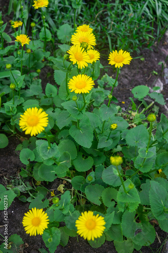 Beautiful yellow perennial daisies in early spring on a flower bed in the garden.