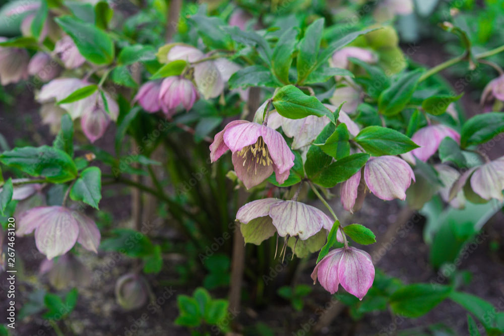 Beautiful tender blue flowers anemone in early spring in a flower bed in the garden.
