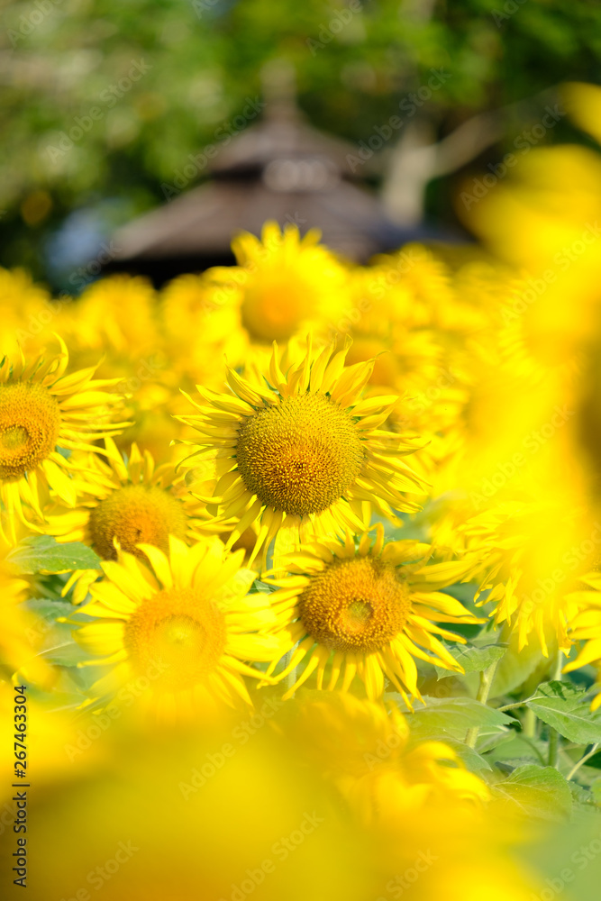 Fototapeta premium Sun flower blooming in the garden