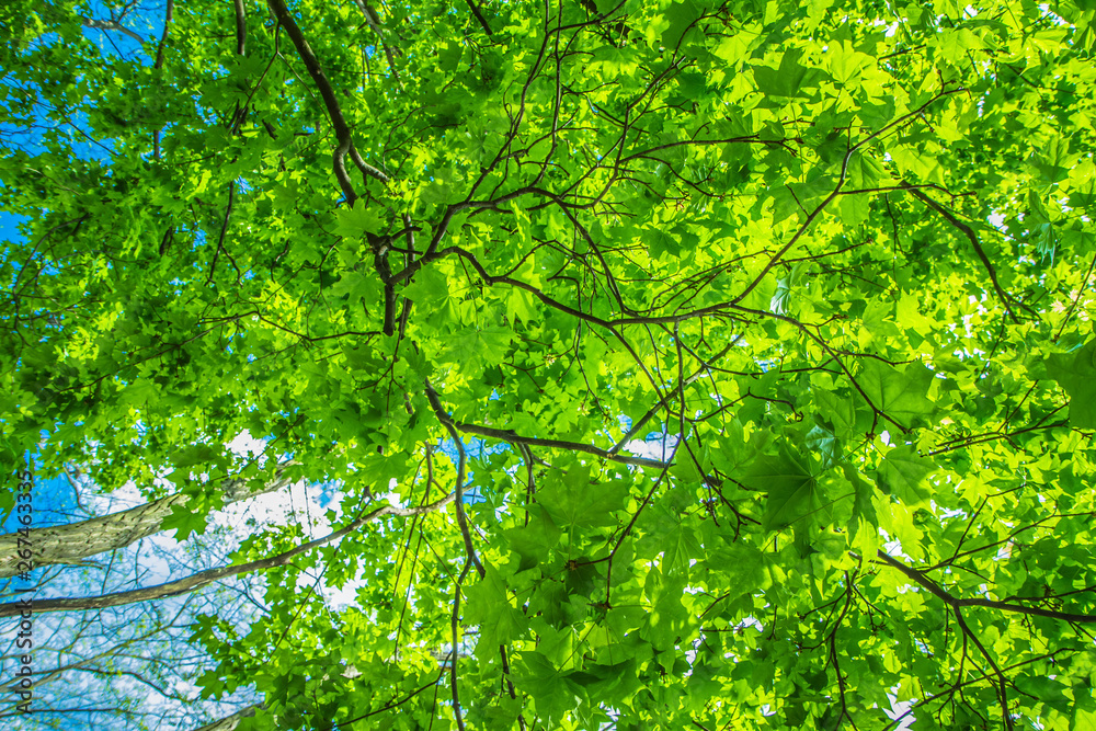 Maple (Acer) tree with green leaves seen upwards against blue sky Maple (Acer) tree with green leaves seen upwards against blue sky