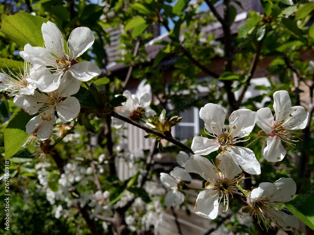 white flowers of tree white flowers of tree