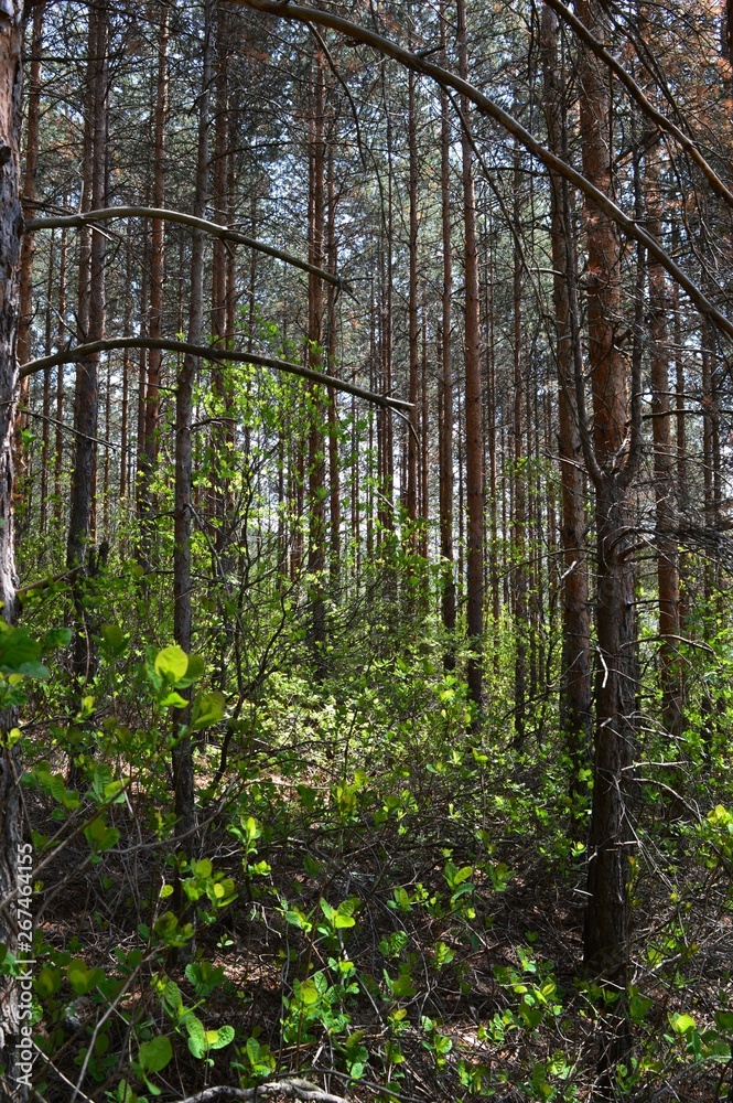 Obraz premium green forest in the spring