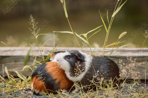 two cute guinea pigs adorable american tricolored with swirl on head © Polina
