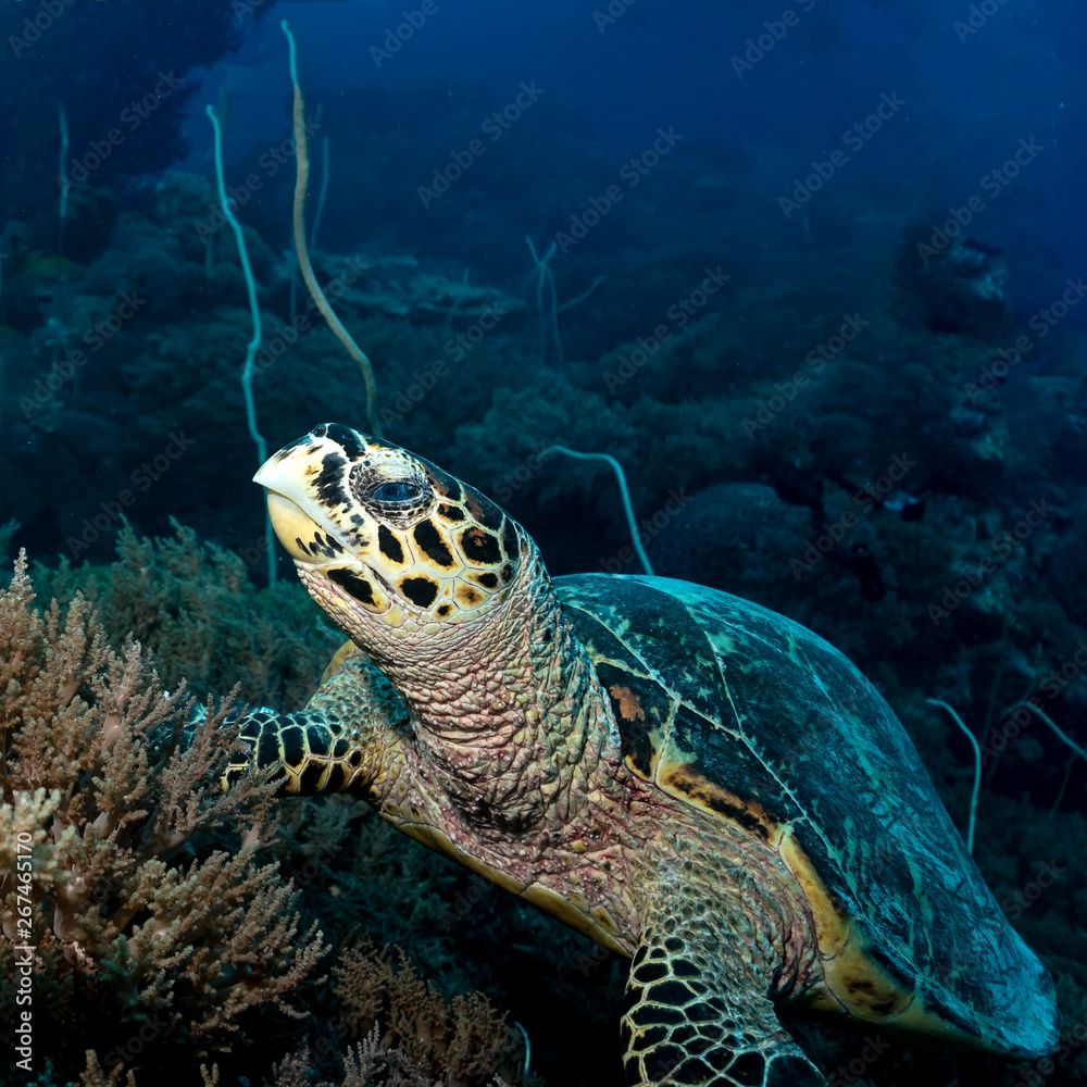 Obraz premium Hawksbill sea turtle in Tubbataha. The Tubbataha Reef Marine Park is UNESCO World Heritage Site in the middle of Sulu Sea, Philippines.