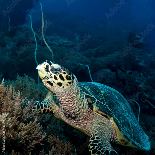 Hawksbill sea turtle in Tubbataha. The Tubbataha Reef Marine Park is UNESCO World Heritage Site in the middle of Sulu Sea, Philippines. © Janos