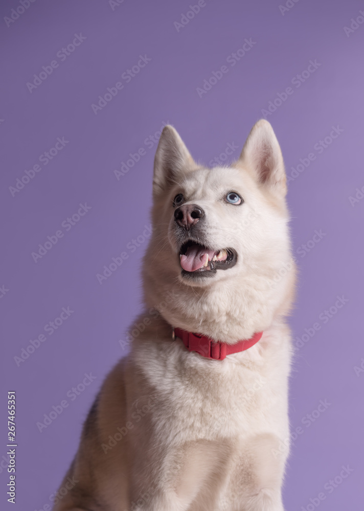 Fototapeta premium Cute white siberian husky dog with violet bow tie on lilac background. Holiday card with pet. Portrait of funny dog. Copy space