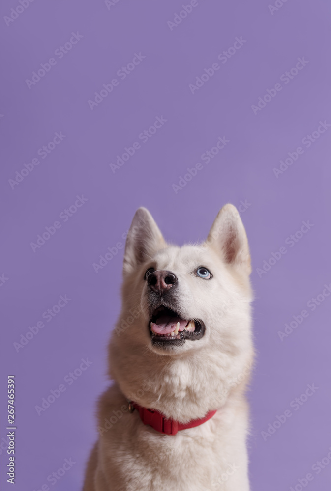 Fototapeta premium Cute white siberian husky dog with violet bow tie on lilac background. Holiday card with pet. Portrait of funny dog. Copy space